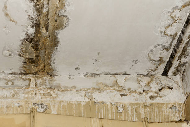 Best Black Mold Removal  in Rockaway Beach, OR