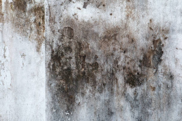 Dehumidification Services in Rockaway Beach, OR