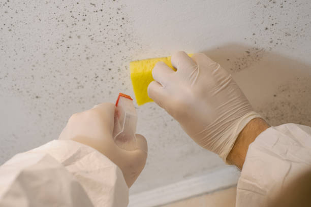 Best Mold Odor Removal Services  in Rockaway Beach, OR