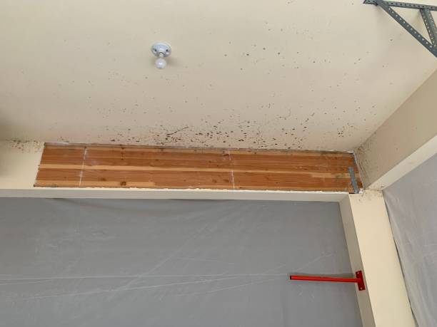 Best Attic Mold Removal  in Rockaway Beach, OR