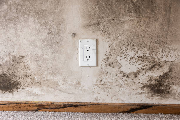 Best Crawl Space Mold Remediation  in Rockaway Beach, OR
