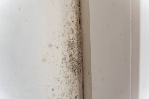 Rockaway Beach, OR Mold Removal Company