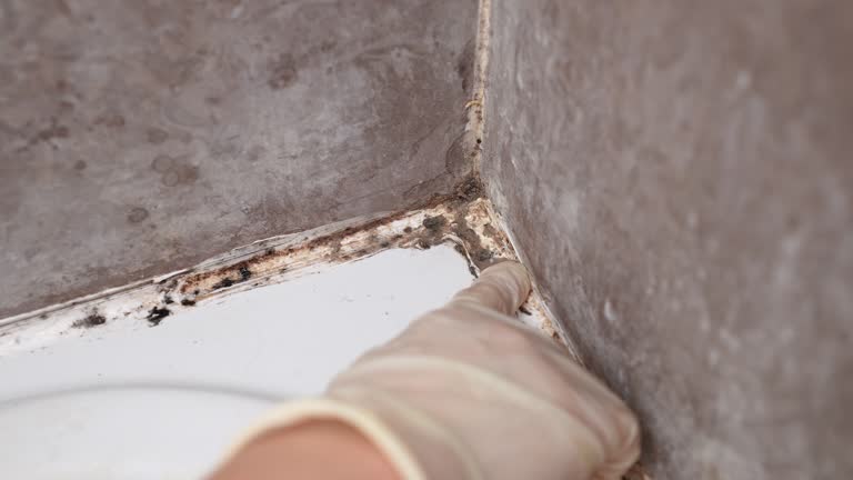 Best Mold Removal for HVAC Installations  in Rockaway Beach, OR